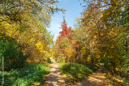 Path or road in autumn park. © cgterminal