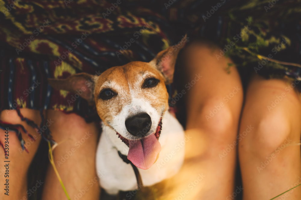 Spoilt dog is looking up little dog enjoying a caress as it lies between a young couple with the man stroking it lovingly in a close up view