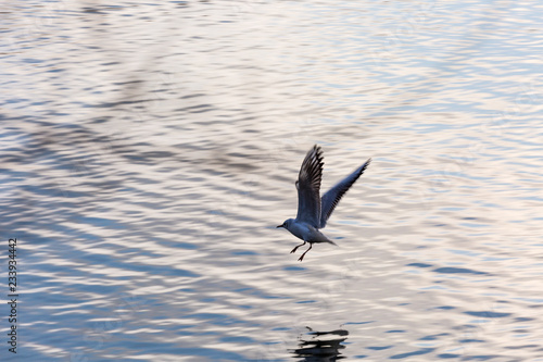 Seagull in fly © rninov