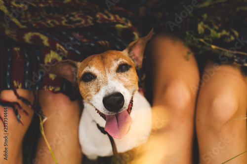 Obraz na płótnie Spoilt dog is looking up little dog enjoying a caress as it lies between a young couple with the man stroking it lovingly in a close up view w salonie