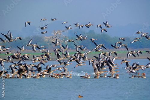group of greyleg goose birds at lake in morning photo