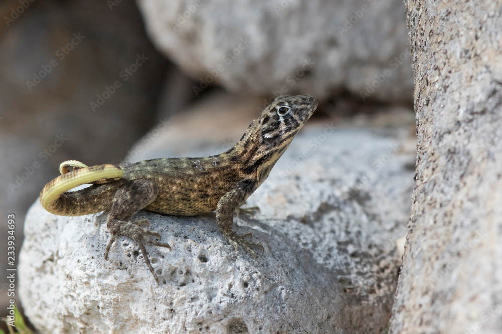 northern curly-tailed lizard that sits among the rocks and looks ahead on a bright sunny day northern curly-tailed lizard that sits among the rocks and looks ahead on a bright sunny day