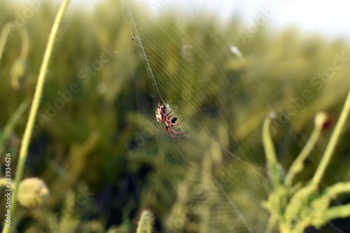 spider waiting for its prey © keremberk