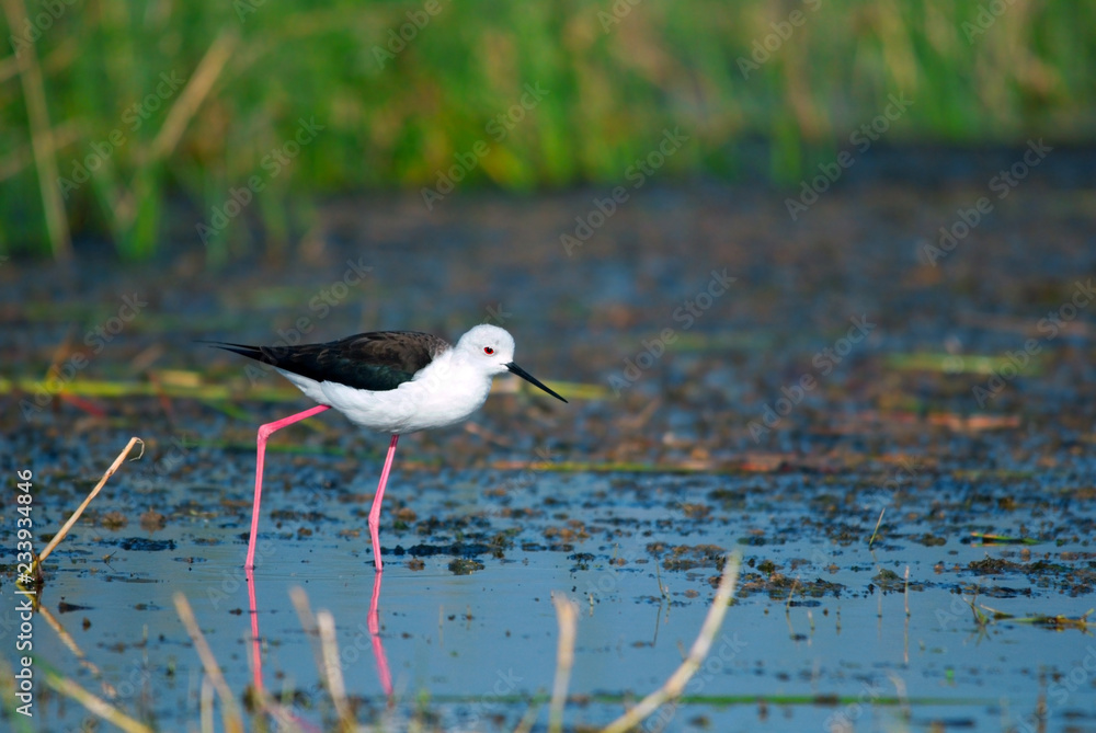 Obraz premium Male black winged stilt Himantopus himantopus