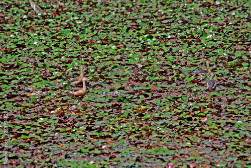 lesser whistling ducks perfactly camouflage with baby ducks in lake plants