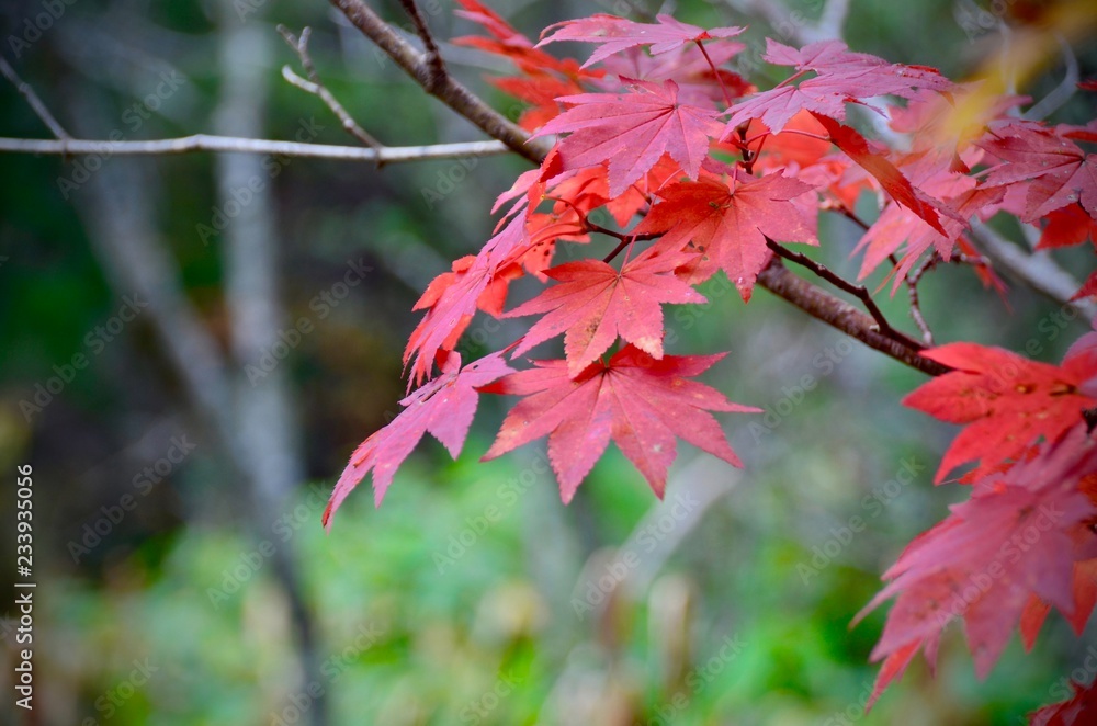 Japanese natural maple tree in autumn season with leaves color change Japanese natural maple tree in autumn season with leaves color change