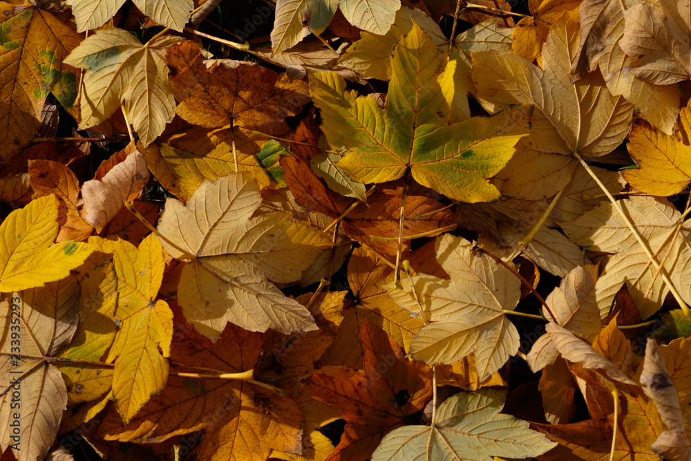 Herbstlaub Herbstlaub