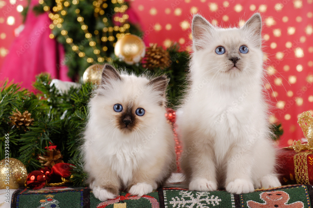 Two cute birman kitten sitting in front of red christmas background