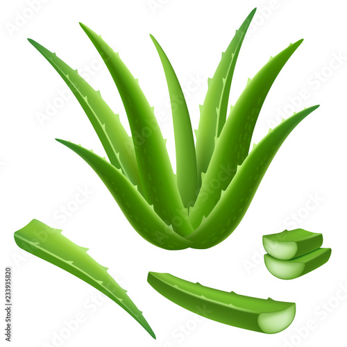 Aloe icon set. Realistic set of aloe vector icons for web design isolated on white background