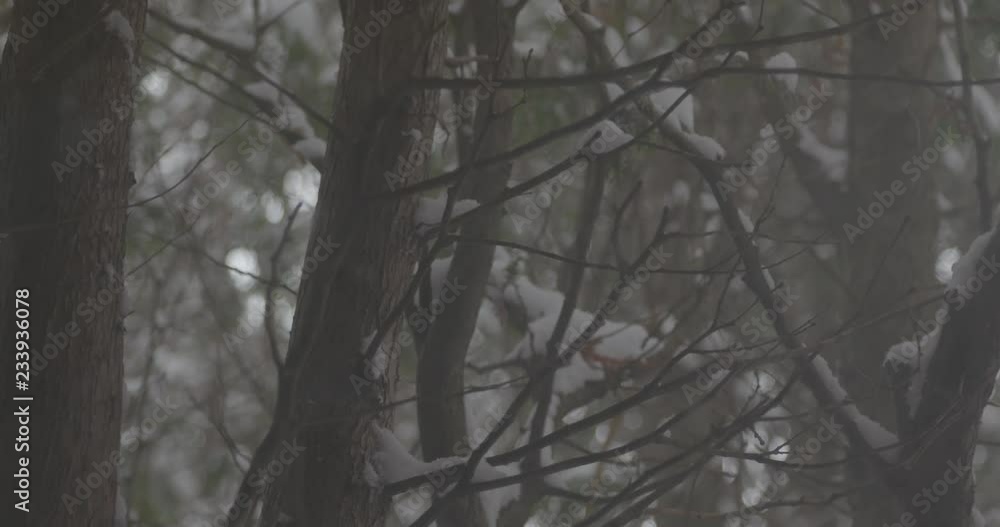 fog in the woods fog in the woods