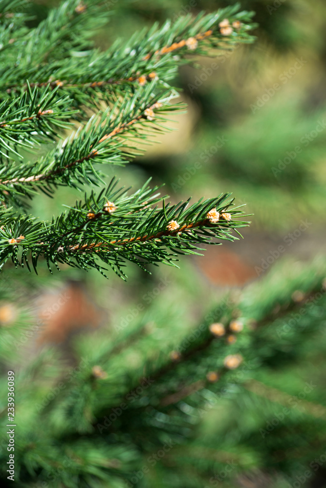 Waiting Christmas Fir Needles Tree Branch Green Waiting Christmas Fir Needles Tree Branch Green