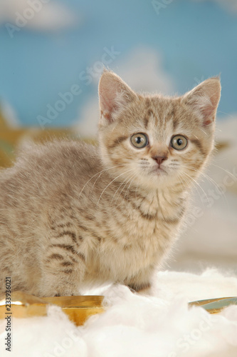cute british short hair cat with golden stars