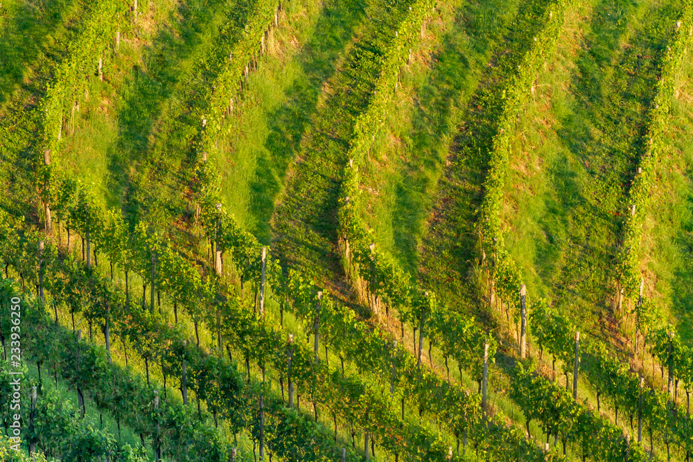 Vineyards in the Collio Region (Cormons, Friuli Venezia Giulia, Italy)