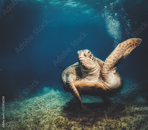 Meeresschildkröte © aceofaces