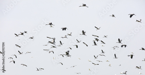 Crowd of bird flying over sky