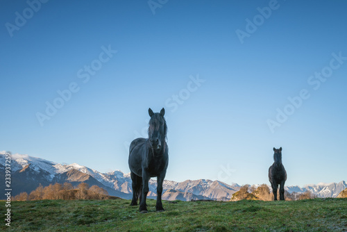 cheval de Mérens - poney ariégeois