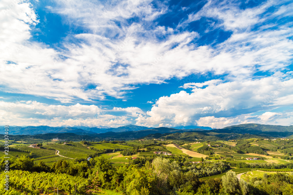 The beautiful vineyard of Collio, Friuli Venezia-Giulia, Italy