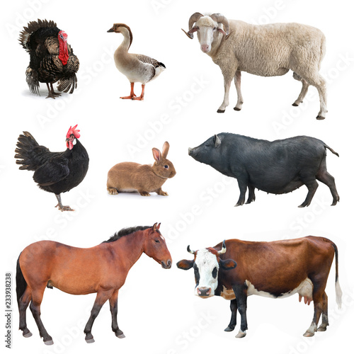 collage livestock isolated on white