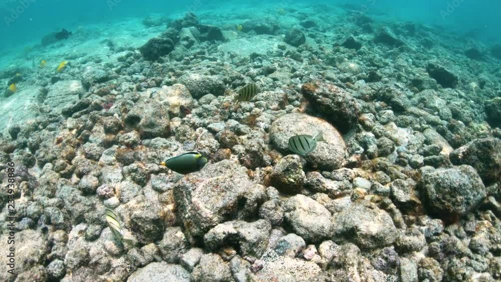 Convict Tang, coral reef fish scour the ocean floor for food, slow motion 4K Convict Tang, coral reef fish scour the ocean floor for food, slow motion 4K