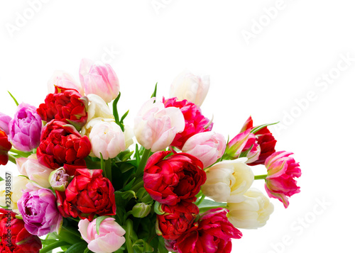 Bouquet of fresh tulips flowers close up isolated on white background