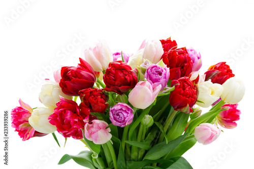 Bouquet of fresh tulips flowers isolated on white background