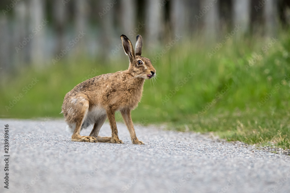 Hare on a road Hare on a road