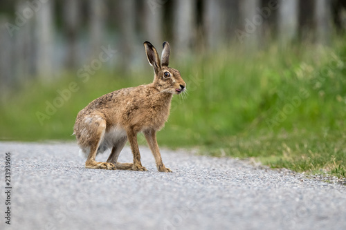 Fototapeta Naklejka Na Ścianę i Meble -  Hare on a road