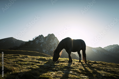Fototapeta Naklejka Na Ścianę i Meble -  cheval de Mérens - poney ariégeois