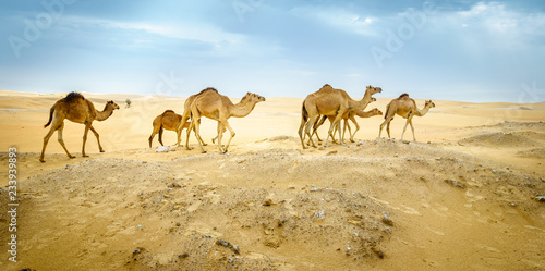 Wild camels in the desert photo