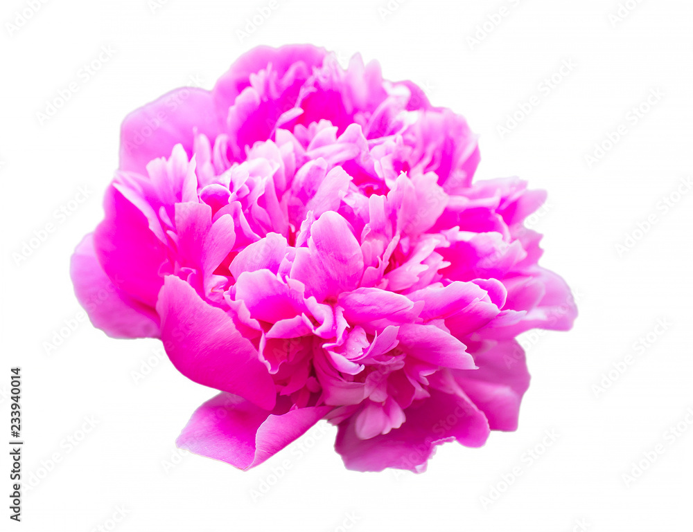 peony flower isolated on white background