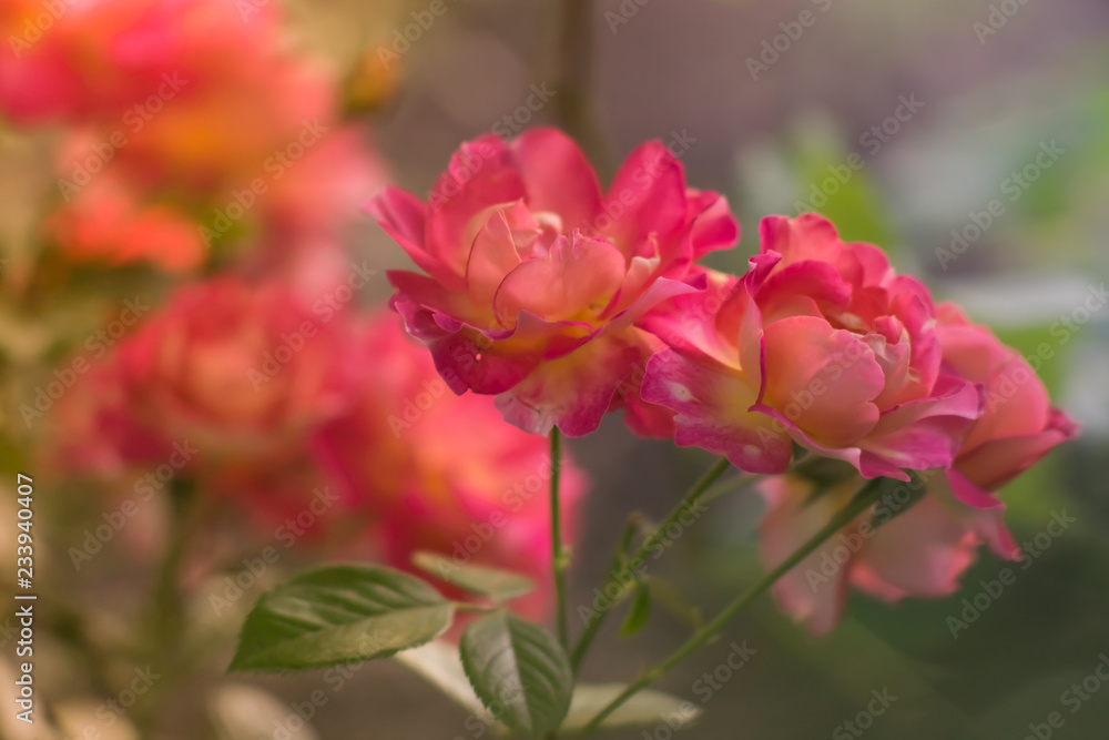 Pink roses bush with magical light in the summer garden.