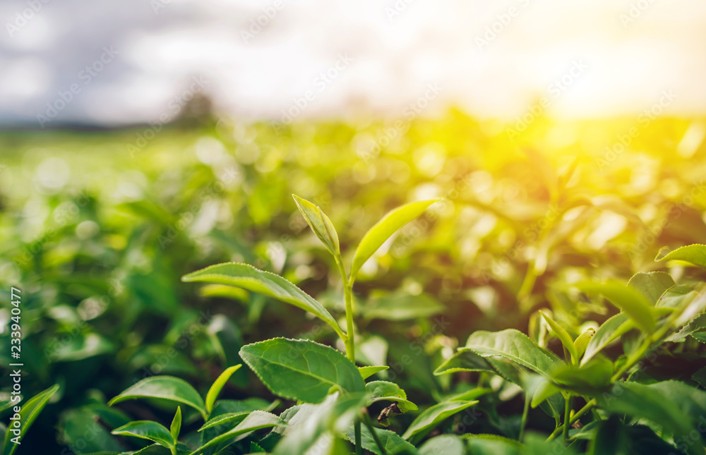 Obraz premium Green Tea and Fresh Leaf Tea The sun shines.