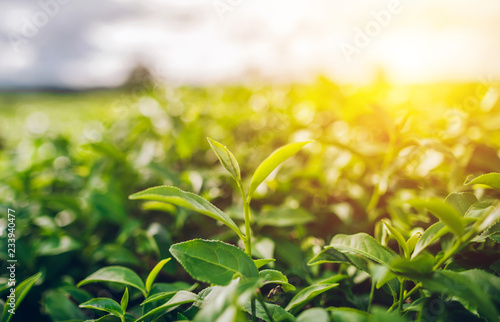 Green Tea and Fresh Leaf Tea The sun shines.