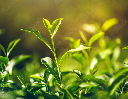 Green Tea and Fresh Leaf Tea The sun shines.