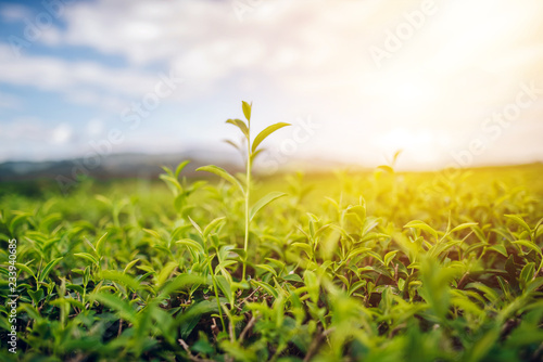 Green Tea and Fresh Leaf Tea The sun shines the sky.