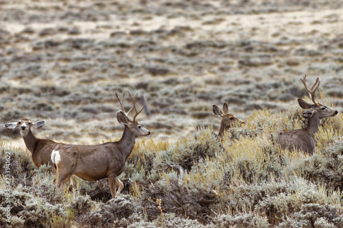 Red Desert Mule Deer