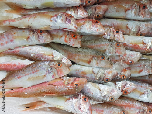 fishes red heads in a row lithrins barbuna in greek fish market