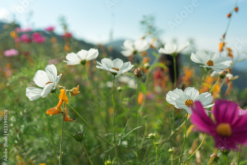 Beautiful flowers with sky as the background at Mon Jam,Chiang Mai,Thailand. © jackkrub