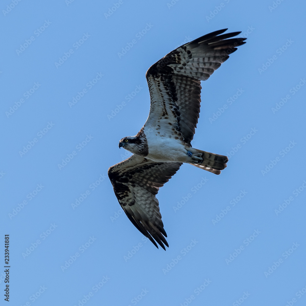 Fototapeta premium Osprey