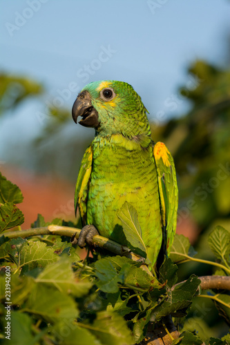 A beautiful parrot on a branch