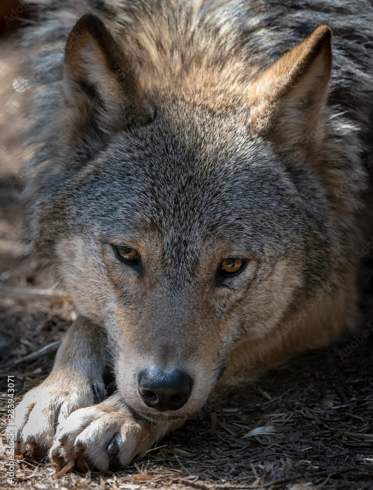 Fototapeta premium Wolf