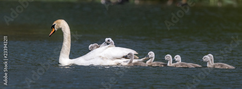 cygnets on mums back photo