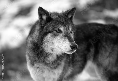 Alpha Wolf Portrait © Chris