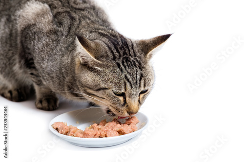 Gray tabby cat eats bits of meat from a white bowl
