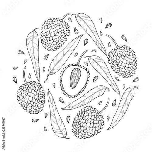 Vector round bunch with outline Chinese Lychee or Litchi fruit and leaf isolated on white background. Perennial subtropical plant in contour for summer design, juicy fresh menu and coloring book.