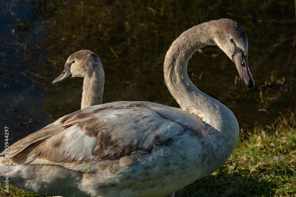 Fototapeta premium The family of white swans Cygnus olor sits on the grass of a lake in Goryachiy Klyuch. Krasnodar region. Nature concept for design