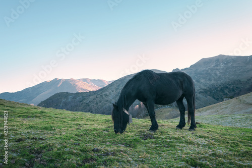 Fototapeta Naklejka Na Ścianę i Meble -  cheval de Mérens - poney ariégeois