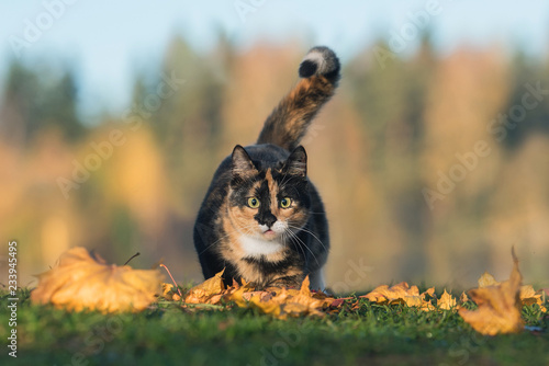 Funny cat hunting in autumn photo