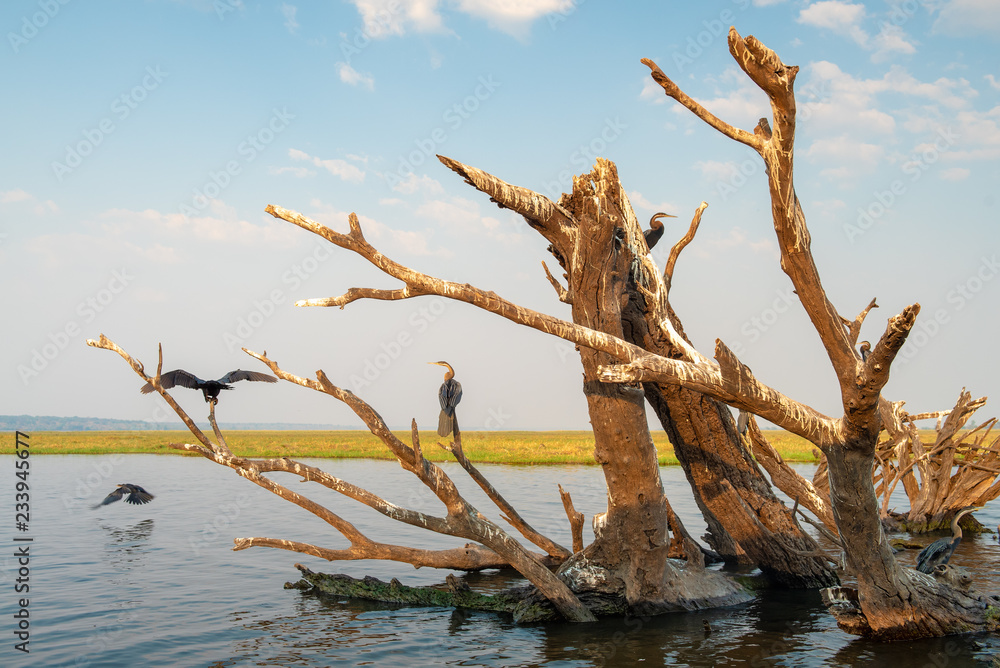 Schlangenhalsvögel bevölkern einen toten Baum im Chobe River, Chobe Nationalpark, Botswana