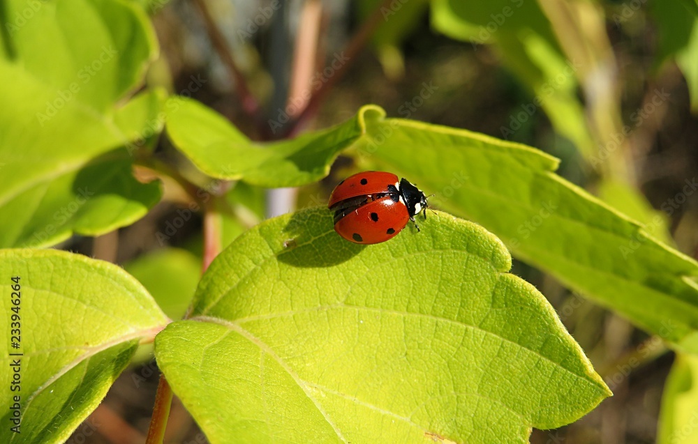 Obraz premium Biedronka na zielonych liściach